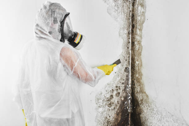 Best Commercial Mold Removal  in North Canton, OH