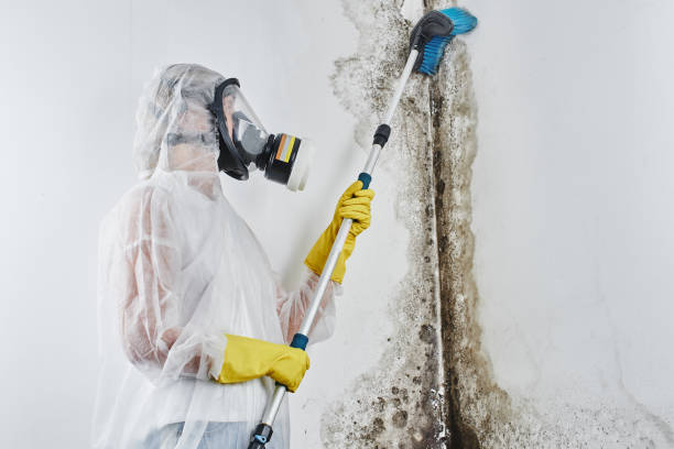 Best Attic Mold Removal  in North Canton, OH