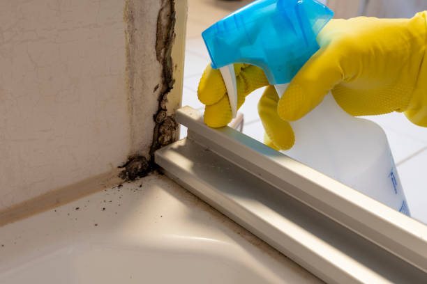 Mold Testing and Removal in North Canton, OH