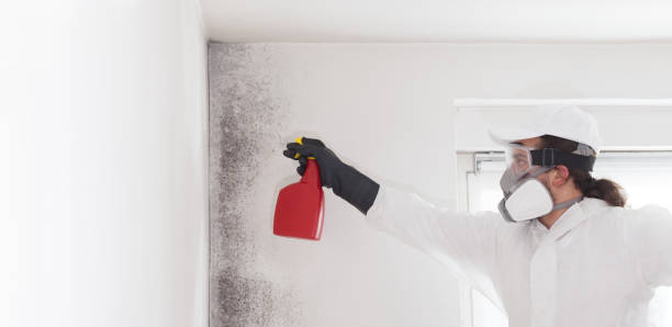 Best Residential Mold Removal  in North Canton, OH