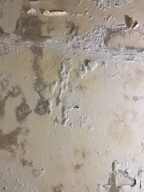 Office Mold Removal Services in North Canton, OH