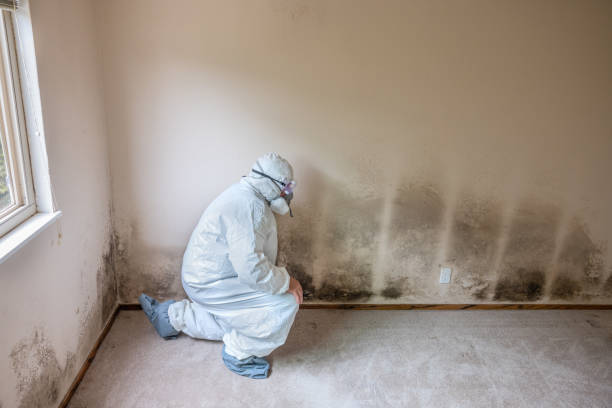 Professional Mold Removal in North Canton, OH